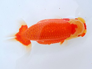 岡山錦鱗会 行司三　直野高幸　新居浜