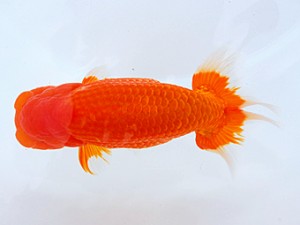 岡山錦鱗会 東脇行司　竹内誠司　松山