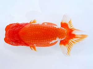 岡山錦鱗会 西脇行司　平井　武　岡山