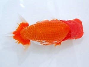 岡山錦鱗会　西大関　村上暢彦　浅口