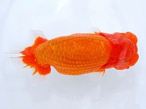 岡山錦鱗会　立行司　村上暢彦　浅口