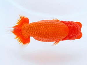 岡山錦鱗会　東取締　川村和己　高知