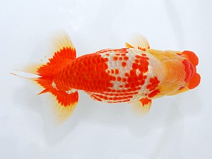 岡山錦鱗会　西取締　田中　勉　香川
