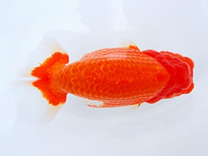 岡山錦鱗会 西関脇　南堀育三　小豆島