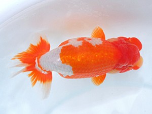 岡山錦鱗会 東小結　柳井憲正　大分