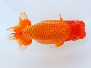 岡山錦鱗会 西小結　小笠原義照　浅口