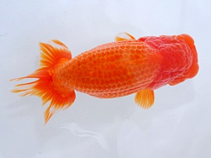 岡山錦鱗会　中村優作　西条