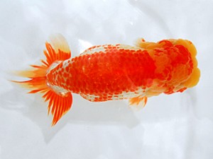 岡山錦鱗会　西大関　有持嘉清　吉野川