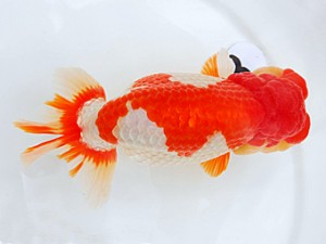 岡山錦鱗会　立行司　石田一男　福山