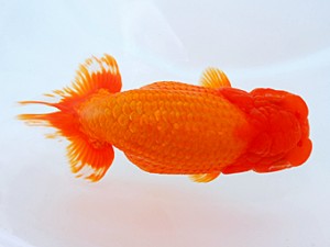 岡山錦鱗会　東取締　南堀満良　小豆島