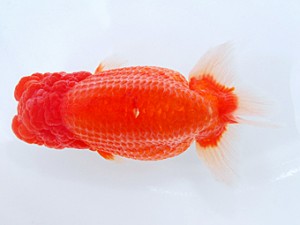 岡山錦鱗会　西取締　柏野正彦　児島