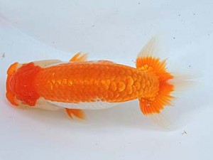 尾張優魚会　西大関　小澤忠幸　沼津