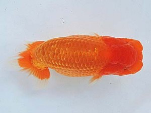 尾張優魚会　立行司　高津晴彦　可児