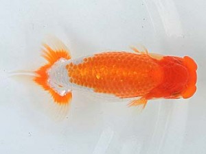 尾張優魚会　取締一　近藤正明　清須