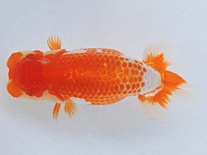 尾張優魚会　取締二　加藤安正　高浜