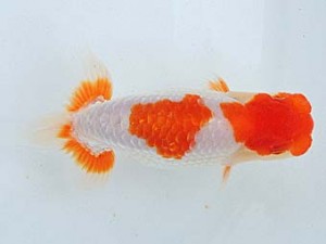 尾張優魚会　山田重夫　津島