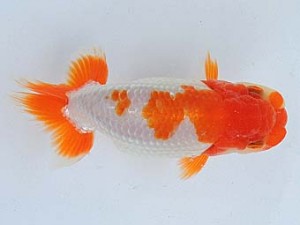 尾張優魚会　西大関　可児伊和男　高浜