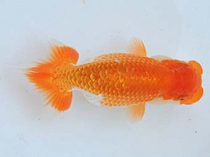 尾張優魚会　立行司　鎌田芳男　稲沢