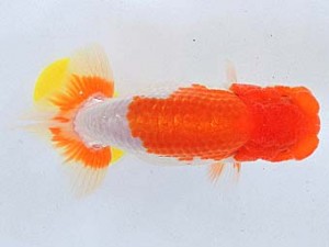 尾張優魚会　取締一　青野銀賜　浜松