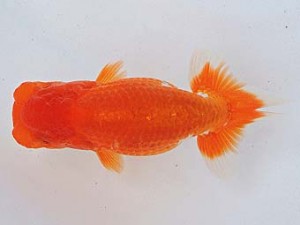 尾張優魚会　取締二　高林正治　幸田