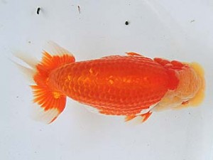 尾張優魚会　東大関　有賀昌司　八百津