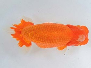 尾張優魚会　西大関　松下幸敏　刈谷