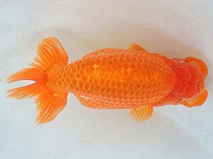 尾張優魚会　立行司　林　万貴　志摩