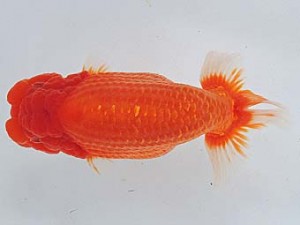 尾張優魚会　取締一　林　万貴　志摩