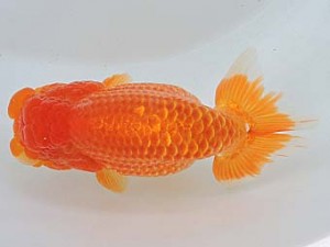 尾張優魚会　取締二　近藤憲正　あま