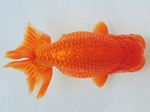 尾張優魚会　東大関　林　万貴　志摩