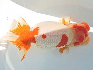 尾張優魚会　西大関　林　万貴　志摩