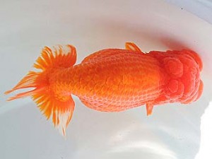 尾張優魚会　立行司　林　万貴　志摩