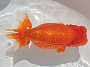 尾張優魚会　取締一　山口広隆　津