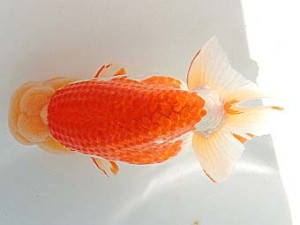 尾張優魚会　取締二　高須一三　名古屋