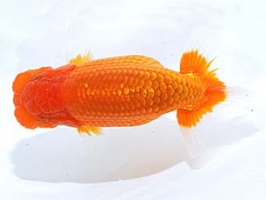 楽友らんちう会　東大関　帝　安中　浩　松戸