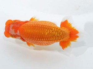 楽友らんちう会　西大関　矢月　矢ケ崎伸司　堀切