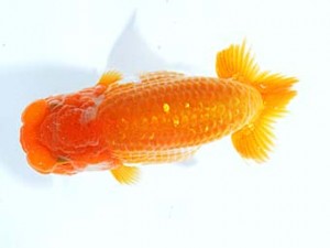 楽友らんちう会　立行司　赤慶　稲村俊明　千代田