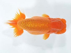 楽友らんちう会　取締一　響　金野一昭　市川