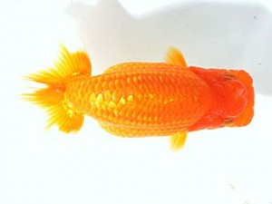 楽友らんちう会　取締二　夕陽　奥富耕司　狭山