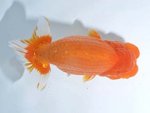 楽友らんちう会　西大関　花見川　大久保義彰　花見川