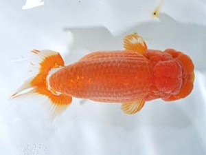 楽友らんちう会　立行司　赤慶　稲村俊明　千代田