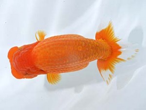 楽友らんちう会　取締一　賢寅　松村賢伸　柴又