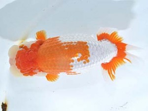 楽友らんちう会　取締二　帝　安中　浩　松戸