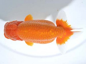 楽友らんちう会　東大関　花見川　大久保義彰　花見川