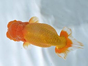 楽友らんちう会　西大関　桜　森山禎紀　六町