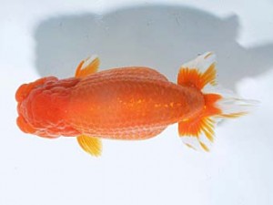 楽友らんちう会　立行司　充瞳　小串章生　綱島