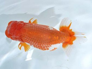 楽友らんちう会　取締一　公貴　市川武男　銚子