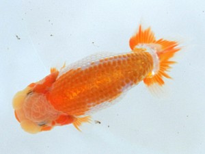 蘭優・観友　研究会　三位　阿部　朗