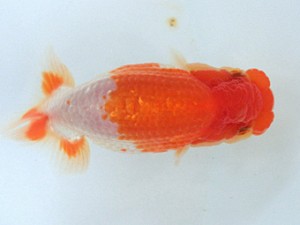 蘭優・観友　研究会　四位　林崎正紀