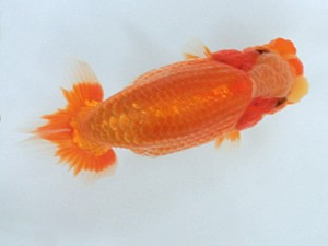 蘭優・観友　研究会　五位　花岡　昌